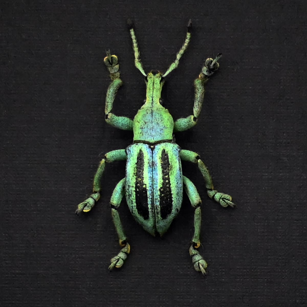 Rare Weevil beetle framed taxidermy - Eupholus marilaurea