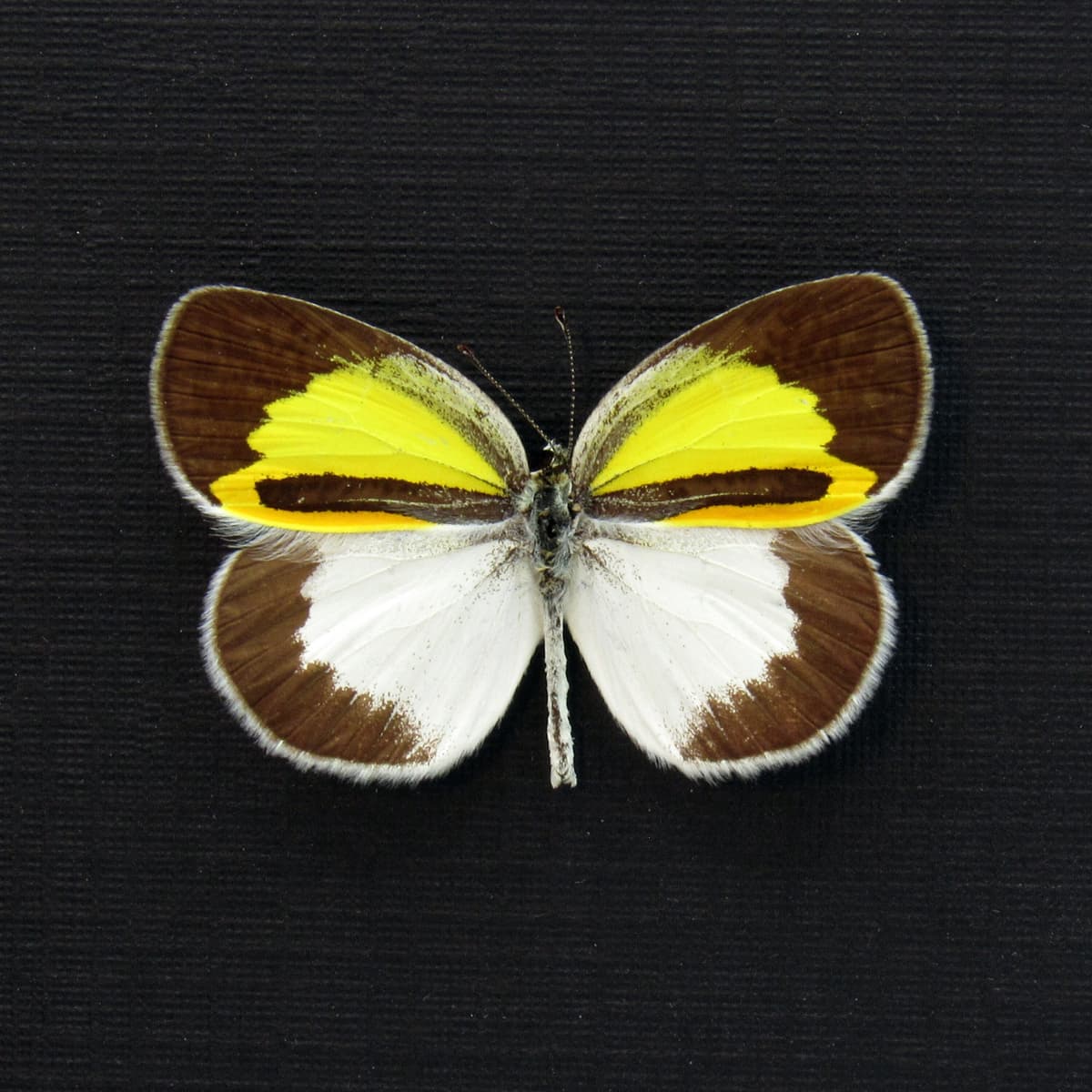 Real Caribbean Banded Yellow Eurema butterfly framed taxidermy - Eurema elathea