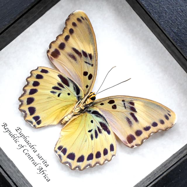 Real green Forester butterfly framed taxidermy - Euphaedra sarita - female