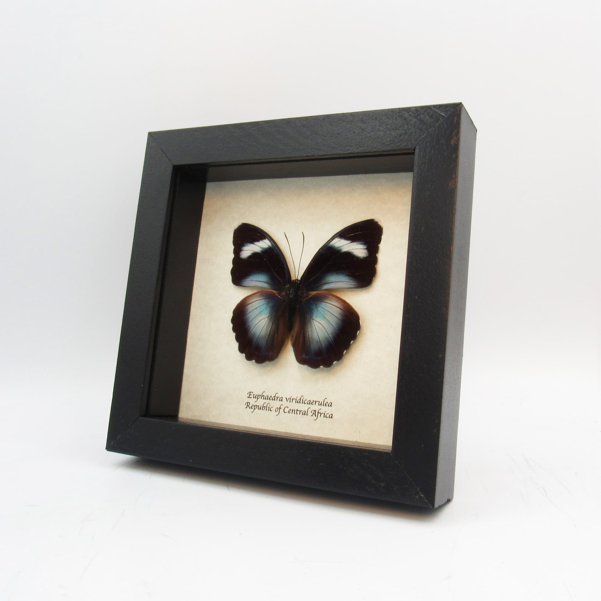 Real blue Forester butterfly framed taxidermy - Euphaedra viridicaerulea