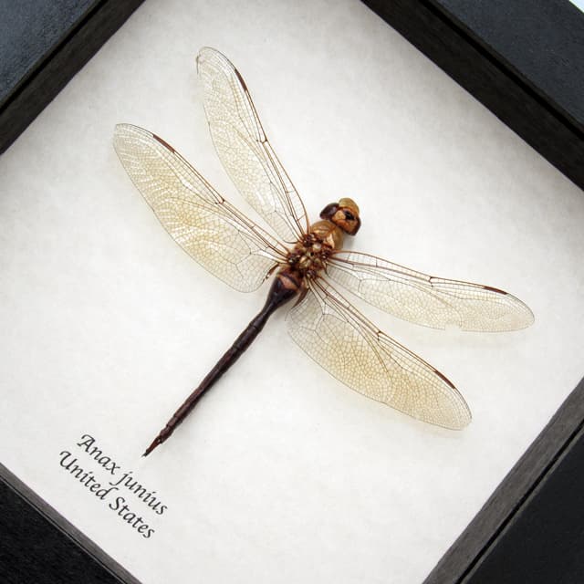 Real Green Darner dragonfly framed taxidermy - Anax junius - large female