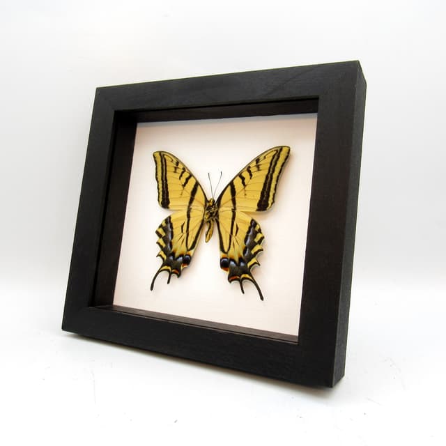 Real XL Two-Tailed Swallowtail framed taxidermy - Papilio multicaudata - female
