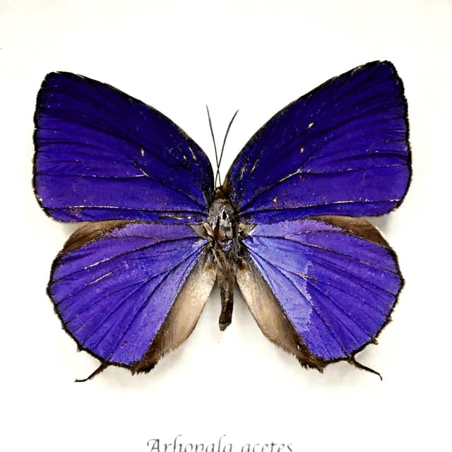 Real iridescent purple butterfly framed taxidermy - Arhopala acetes