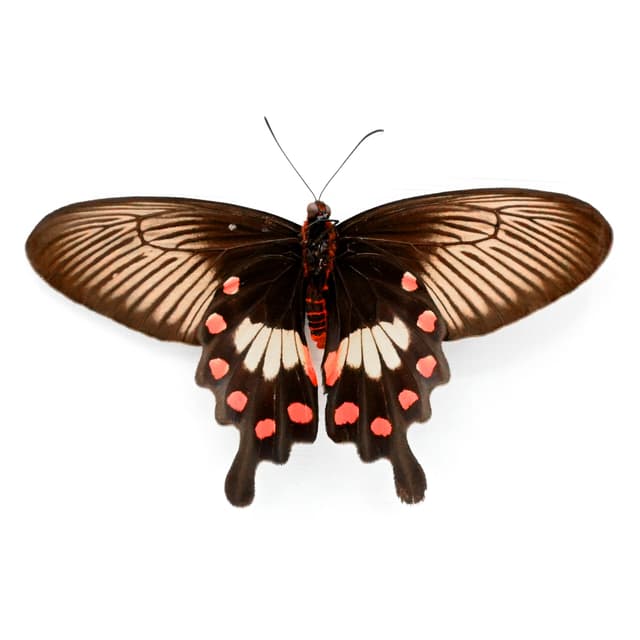 Real Common Rose butterfly framed taxidermy - Pachliopta aristolochiae - female - Victorian mount