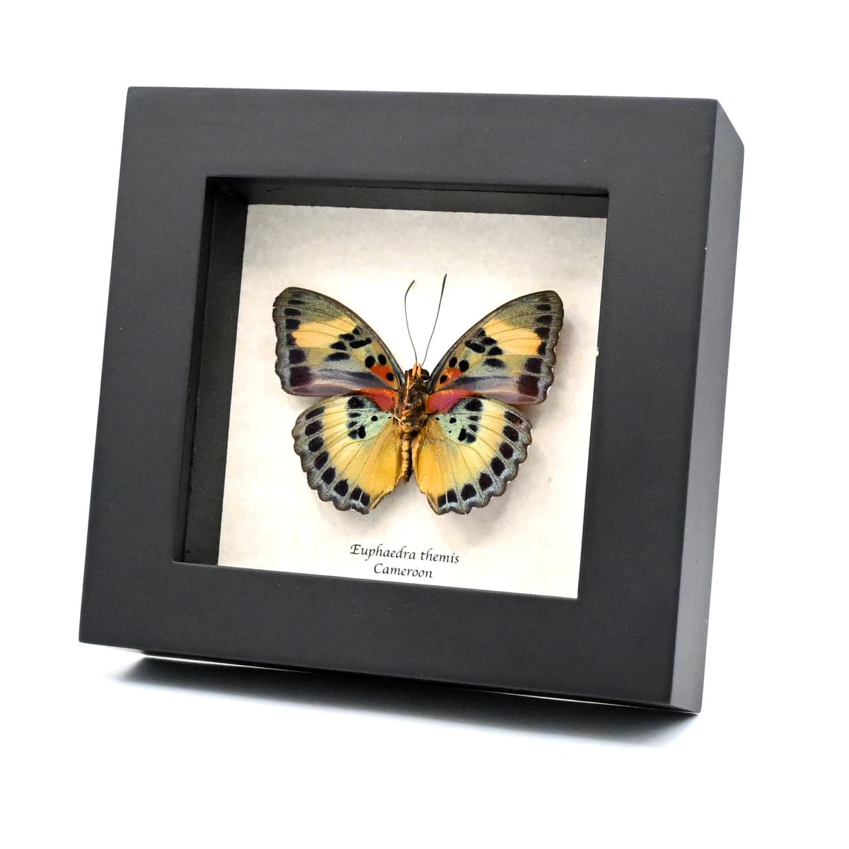 Rare Themis Forester butterfly framed taxidermy - Euphaedra themis
