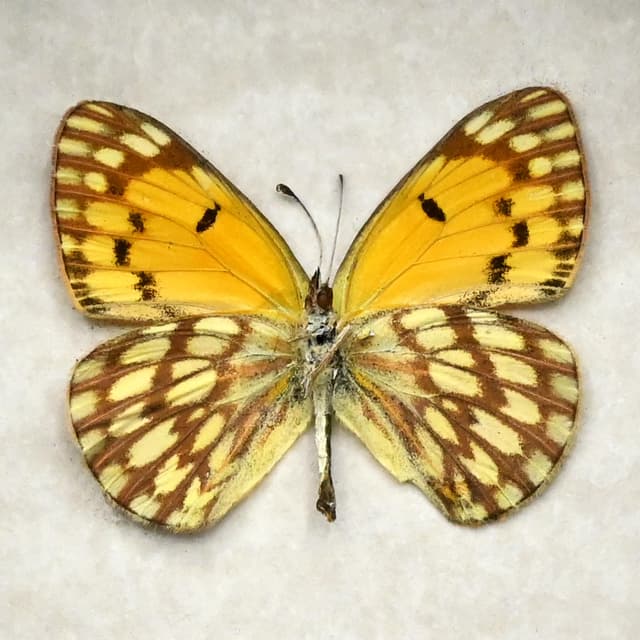 Real yellow butterfly framed taxidermy - Colotis aurigineus