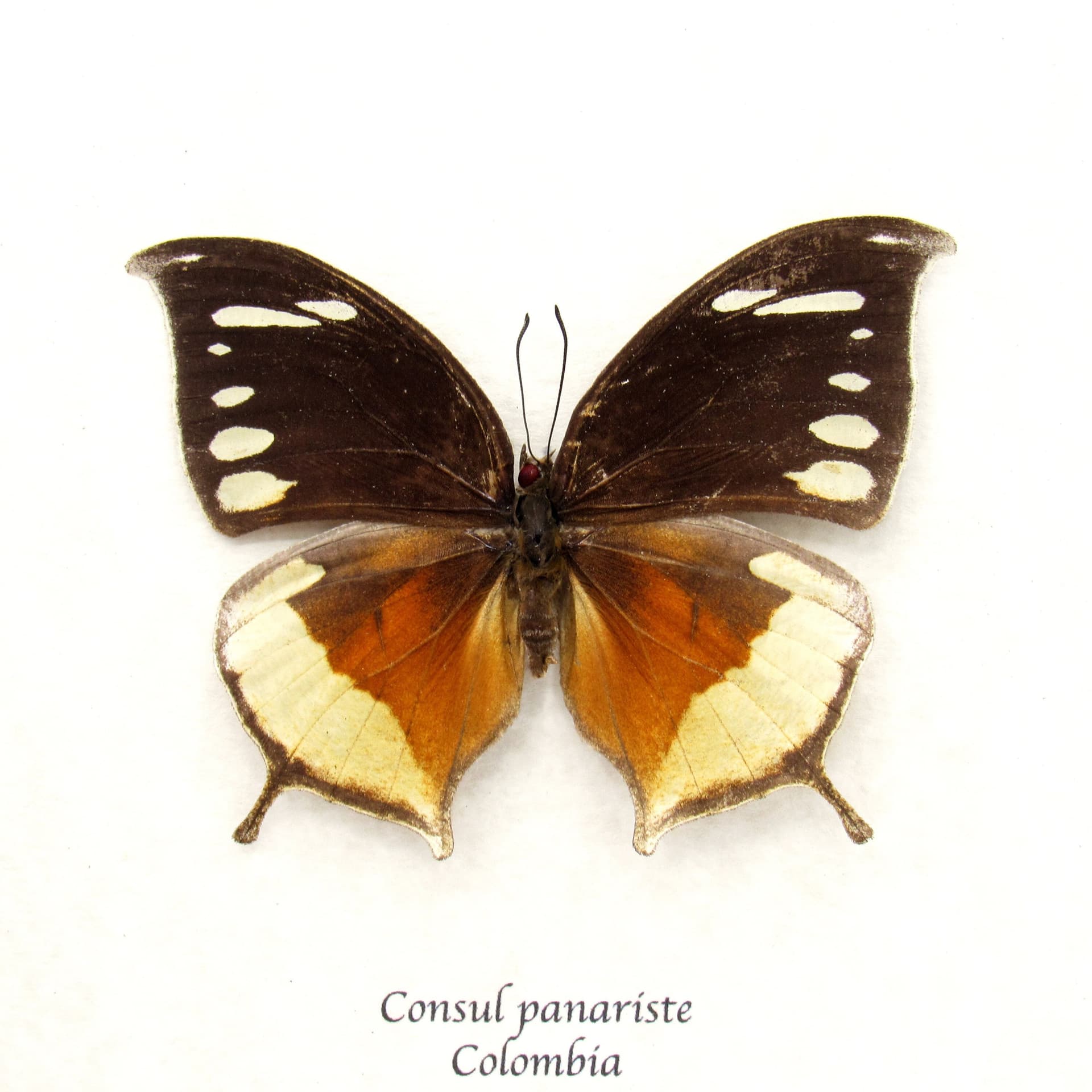 Very rare butterfly framed taxidermy - Consul panariste - female