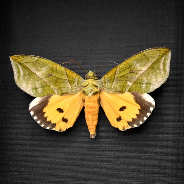 Rare Leaf mimic fruit piercing moth framed taxidermy - Eudocima species