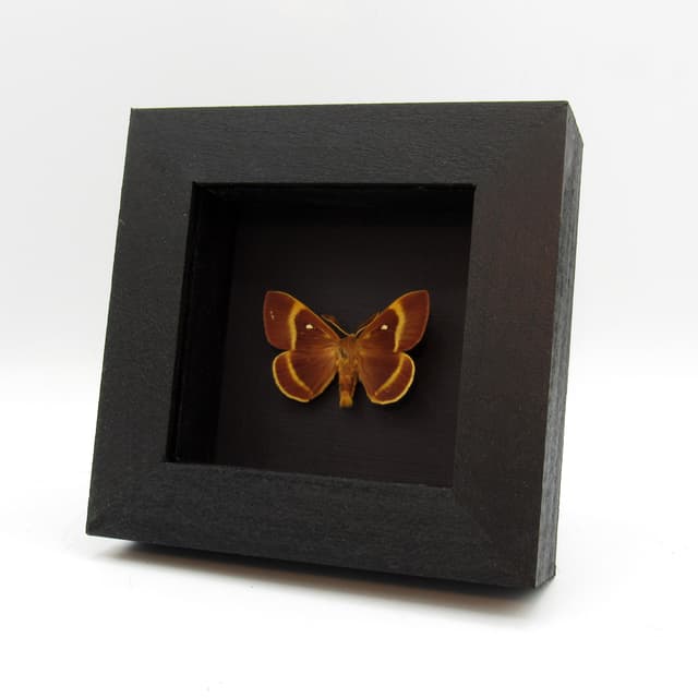Real Oak Eggar moth framed taxidermy - Lasiocampa quercus