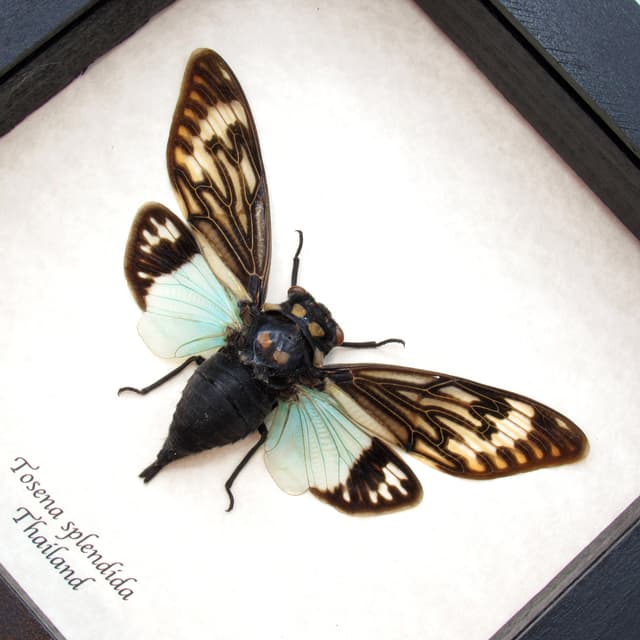 Real blue Giant Cicada framed taxidermy - Tosena splendida
