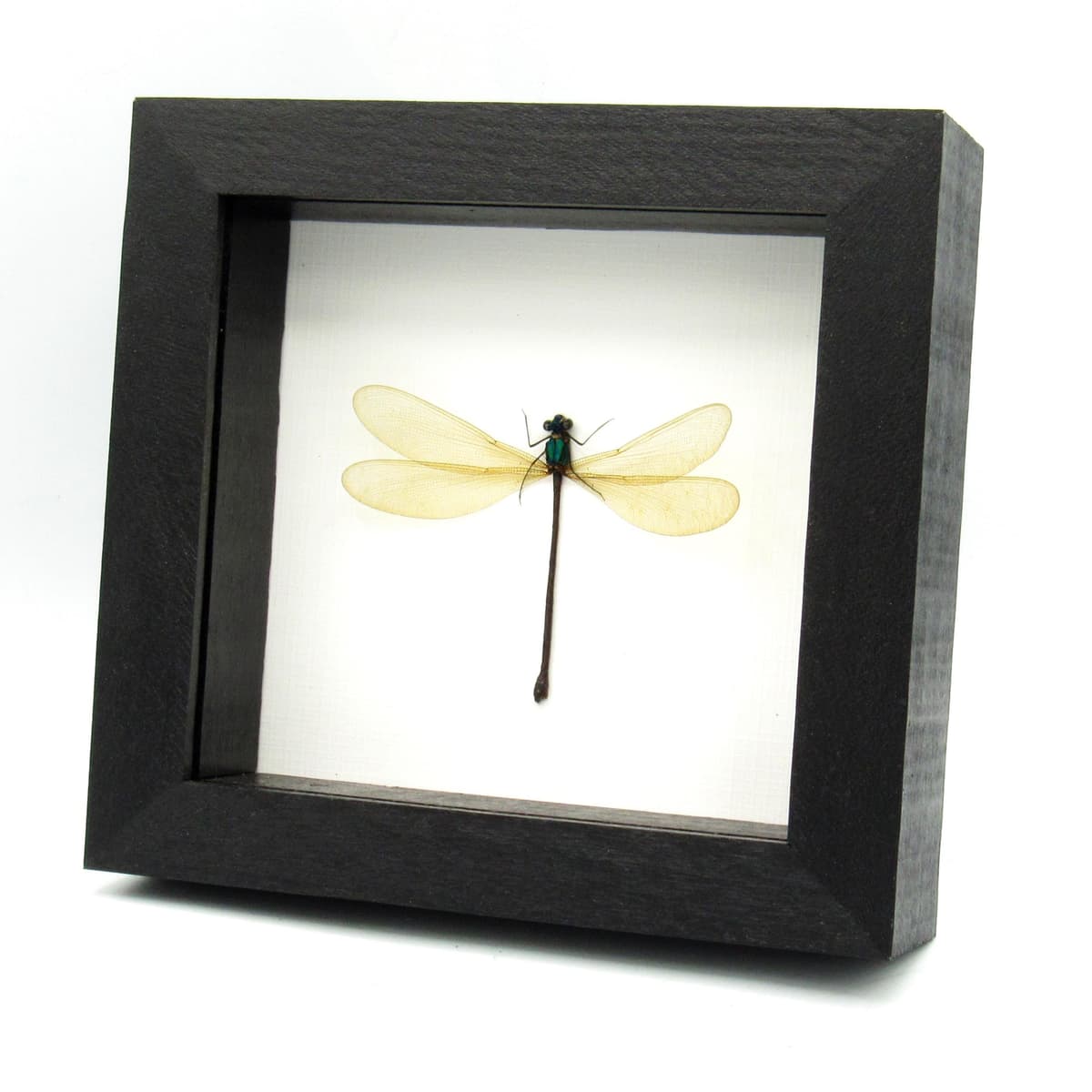 Real large green Dragonfly framed taxidermy - Vestalis luctuosa - female