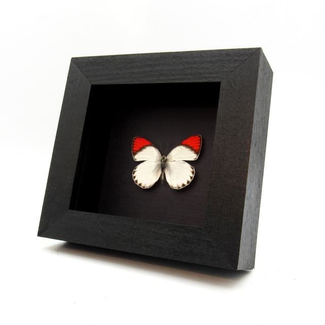 Real Red Tip butterfly framed taxidermy - Colotis danae