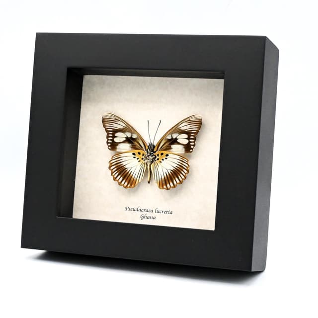 Real pale green butterfly framed taxidermy - Pseudacraea lucretia