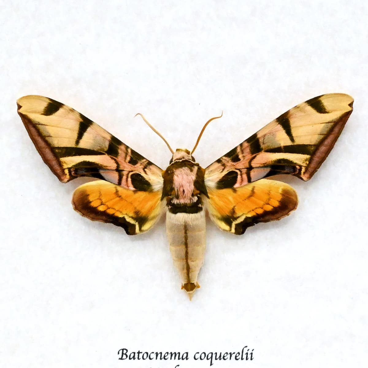 Rare Lavender Sphinx moth framed taxidermy - Batocnema coquerelii