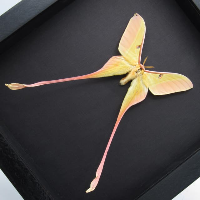 Rare XL Chinese Moon Moth framed taxidermy - Actias dubernardi - minor damage