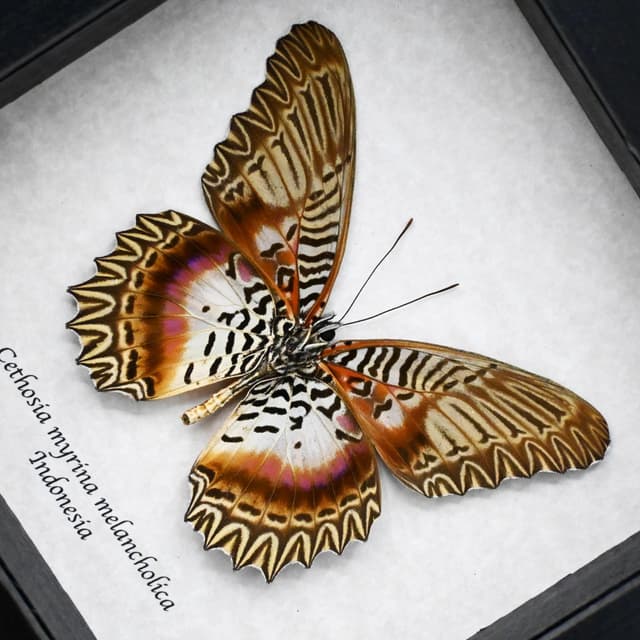 Real rare Violet Lacewing butterfly framed specimen - Cethosia myrina melancholica