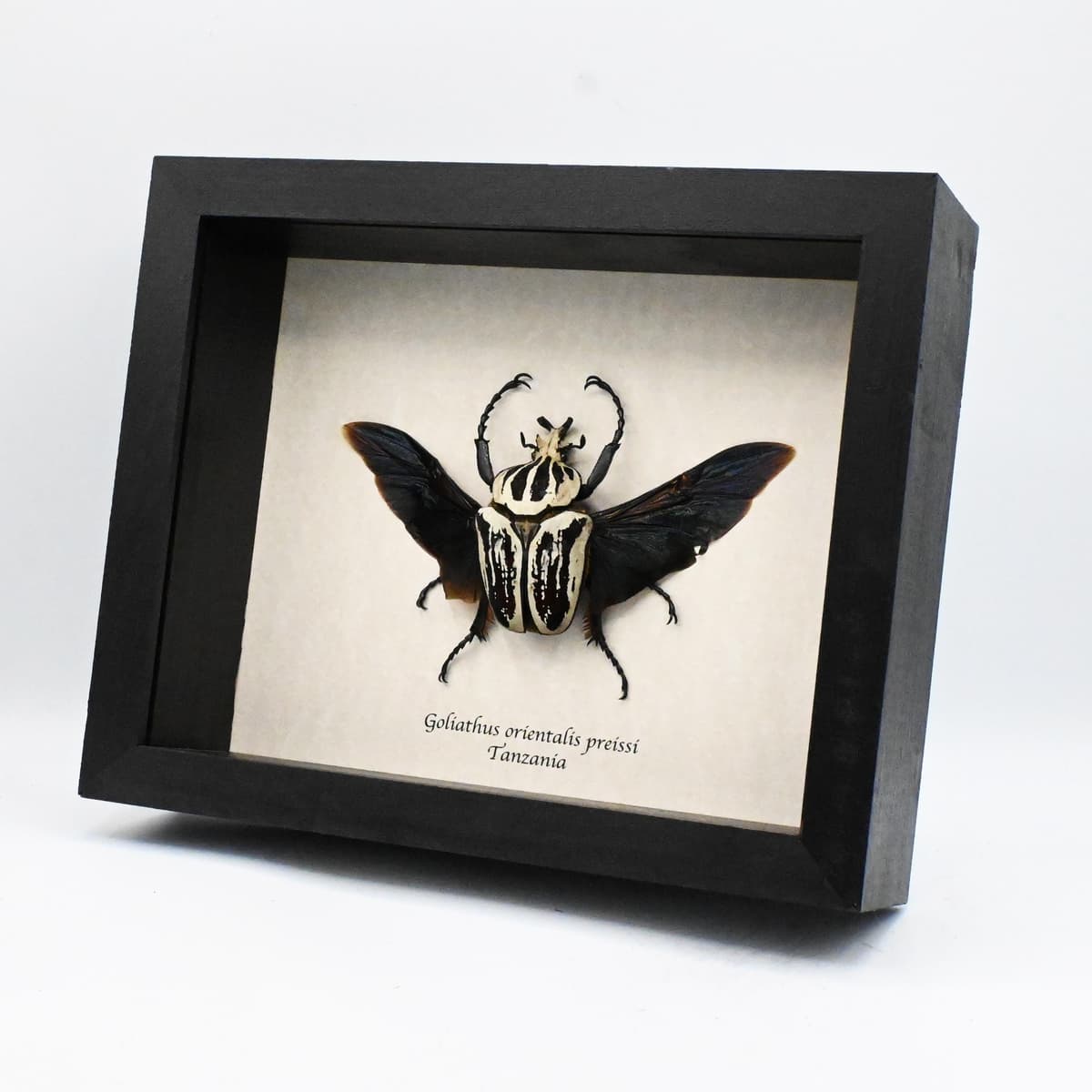 Real giant Flower beetle framed taxidermy - Goliathus orientalis preissi (usambarensis)