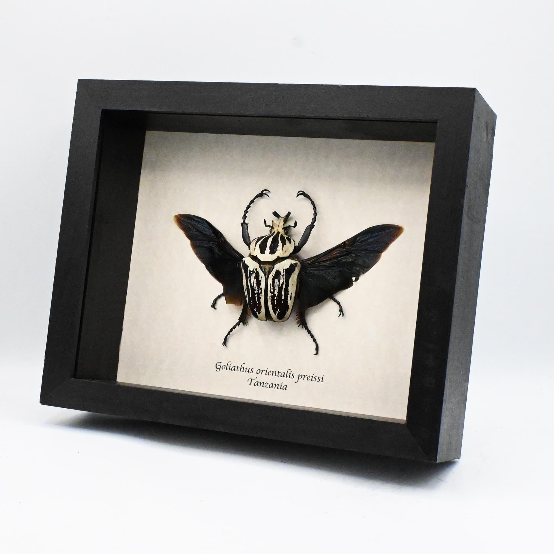 Real giant Flower beetle framed taxidermy - Goliathus orientalis preissi (usambarensis)