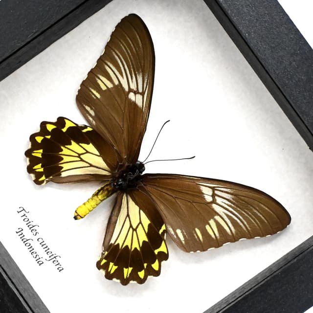 Large yellow Birdwing butterfly framed taxidermy - Troides cuneifera - female
