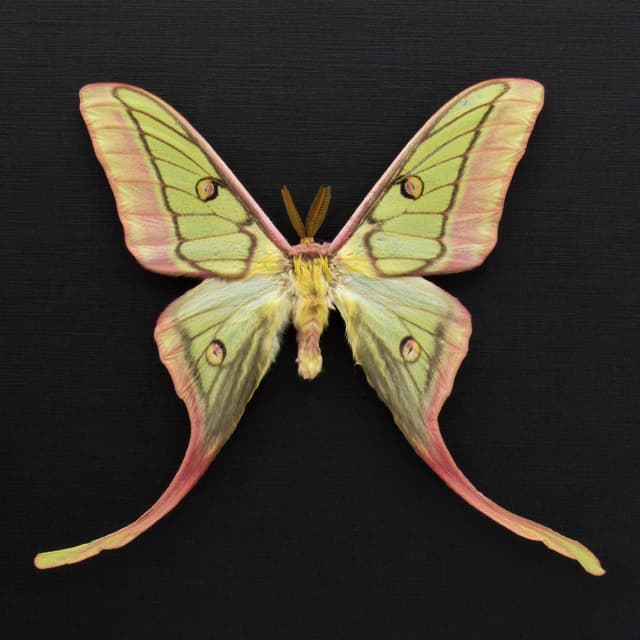 Very rare hybrid Moon Moth framed taxidermy - Actias dubernardi x Graellsia isabellae