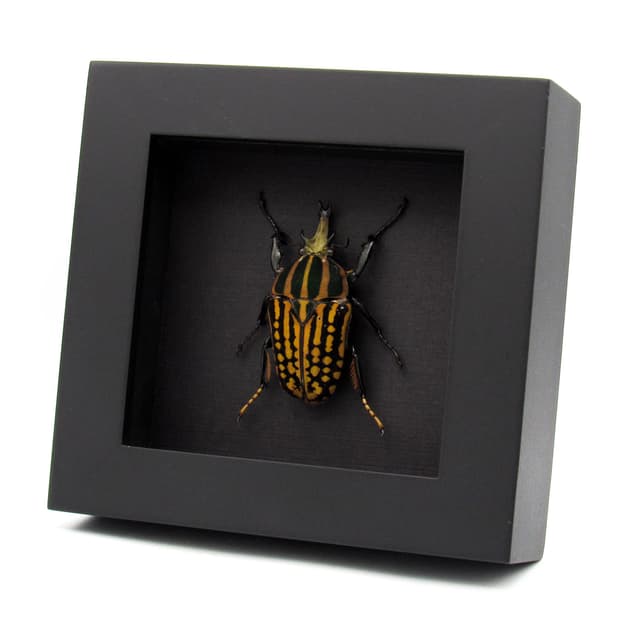 Real large Scarab beetle framed taxidermy - Chelorrhina savagei