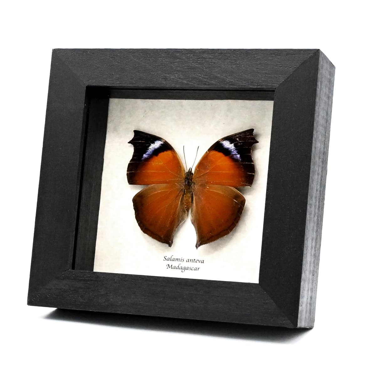 Real framed taxidermy butterfly - Salamis anteva