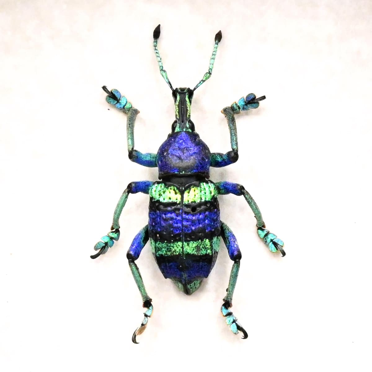 Real metallic weevil framed taxidermy - Eupholus magnificus - special purple color form