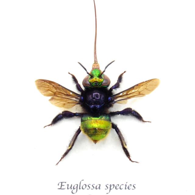 Rare XL green metallic Orchid Bee framed taxidermy - Euglossa species - extended proboscis