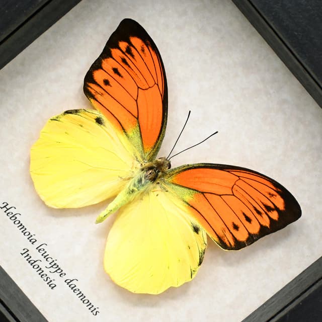 Real yellow Sulphur butterfly framed taxidermy - Hebomoia leucippe daemonis