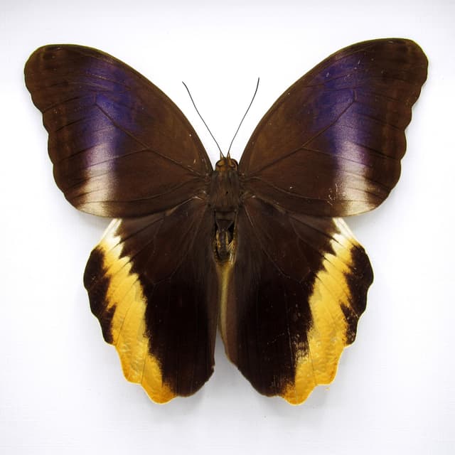 Real XL Golden Owl butterfly framed taxidermy - Caligo atreus
