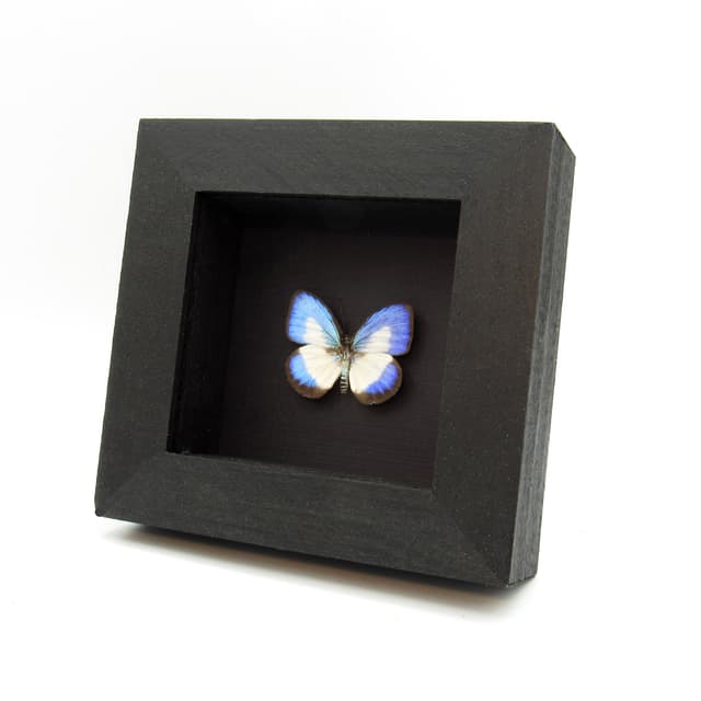 Real blue butterfly framed taxidermy - Danis danis