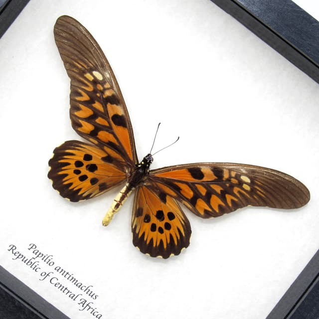 Real GIANT swallowtail framed taxidermy - Papilio antimachus