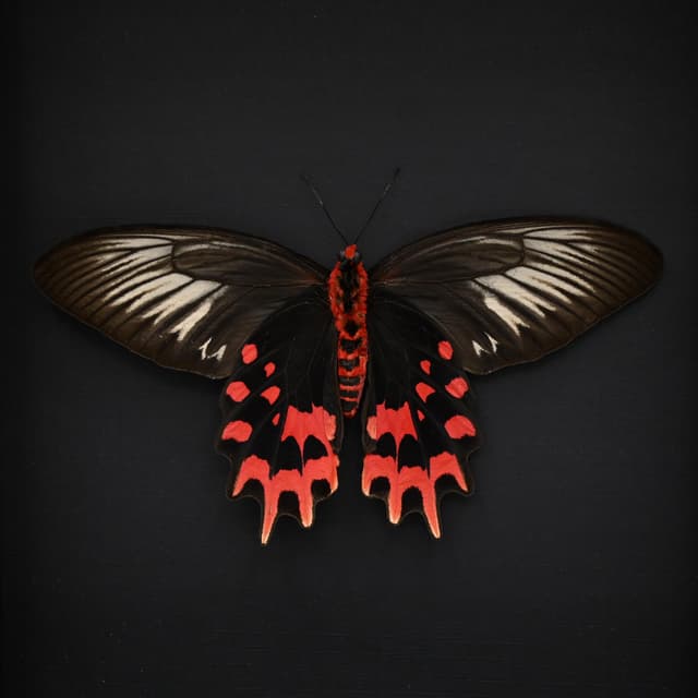 Real XL Vampire butterfly framed taxidermy - Atrophaneura semperi albofasciata - female - Victorian mount