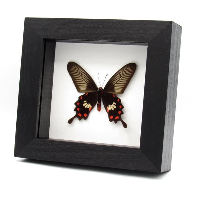 Real Common Rose butterfly framed taxidermy - Pachliopta aristolochiae