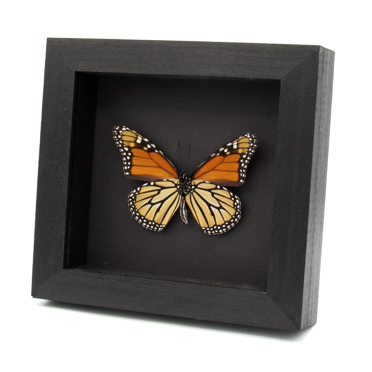 Real XL Monarch framed taxidermy butterfly - Danaus plexippus