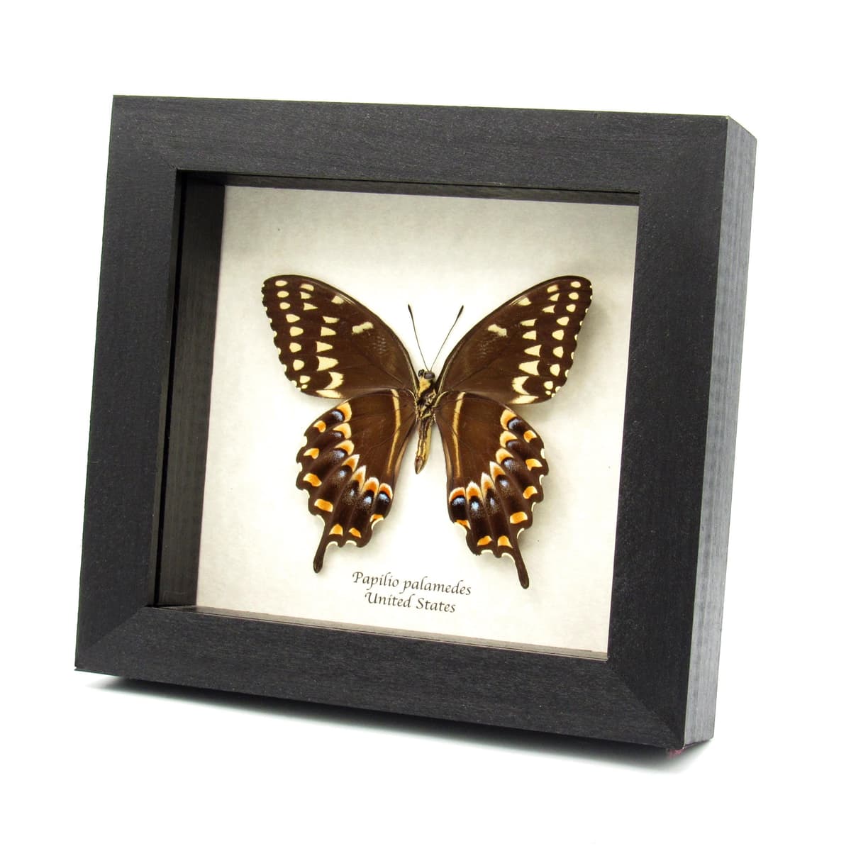 Real Laurel butterfly framed taxidermy - Papilio palamedes