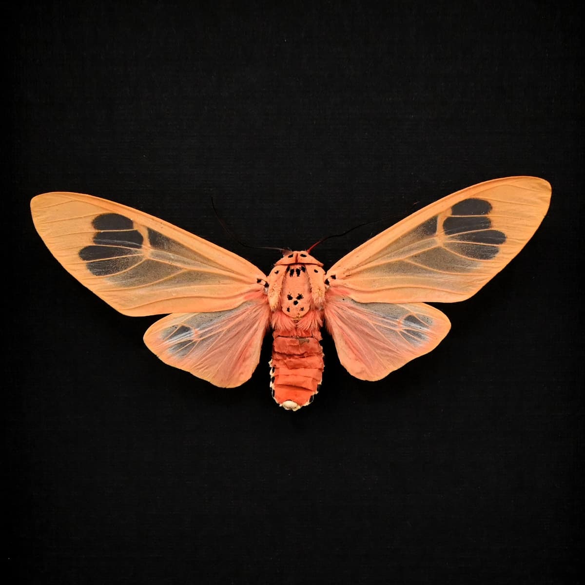 Rare peach Arctiid moth framed taxidermy - Amerila madagascariensis