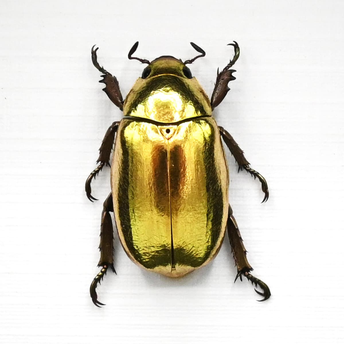 Real gold metallic jewel beetle framed taxidermy - Chrysina resplendens