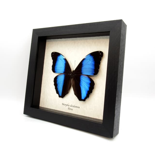 Real blue Morpho butterfly framed taxidermy - Morpho deidamia