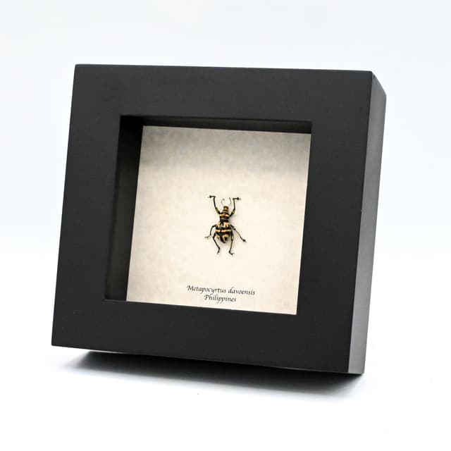 Real metallic weevil beetle framed specimen - Metapocyrtus davoensis - female