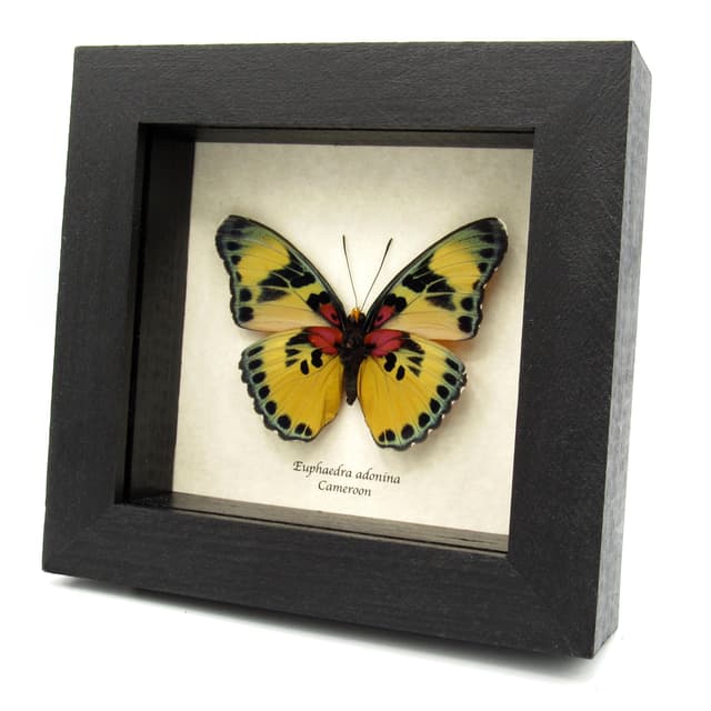 Real Forester butterfly framed taxidermy - Euphaedra adonina - large female