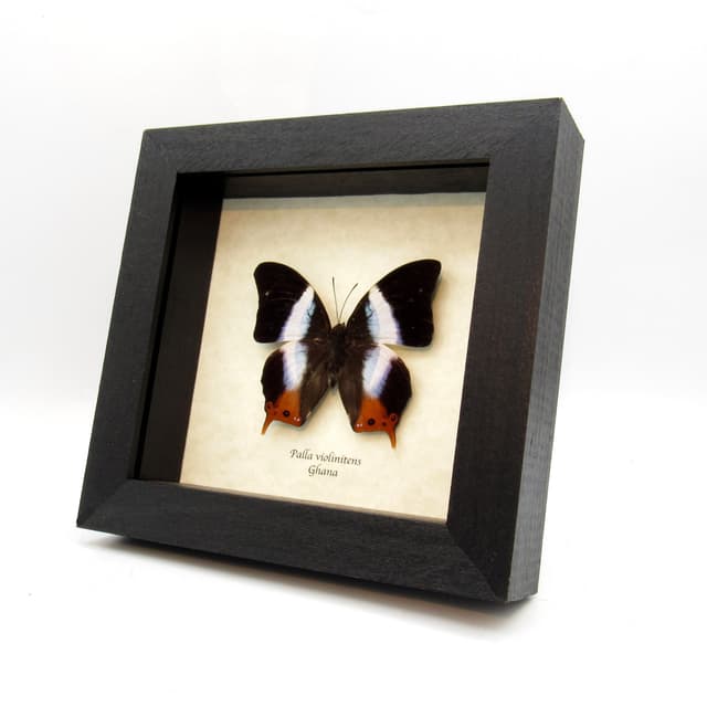 Real Violet Banded Palla butterfly framed taxidermy - Palla violinitens