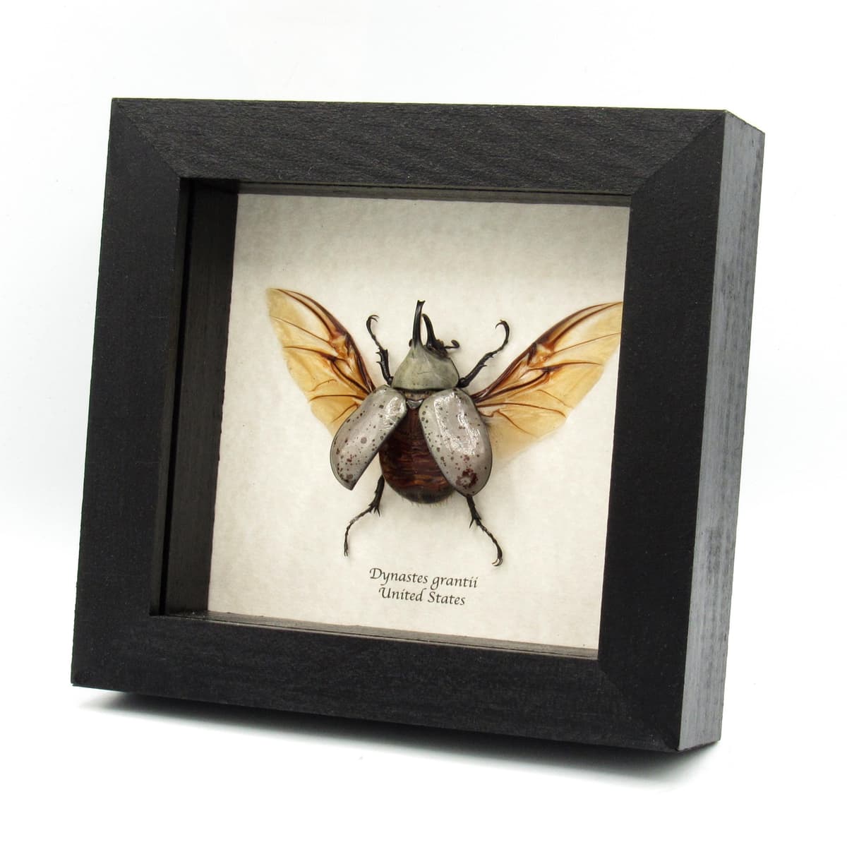 Real Western Hercules beetle framed taxidermy - Dynastes grantii - medium size