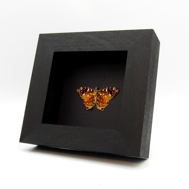 Real metallic Metalmark butterfly framed taxidermy - Dicallaneura decorata - Victorian mount