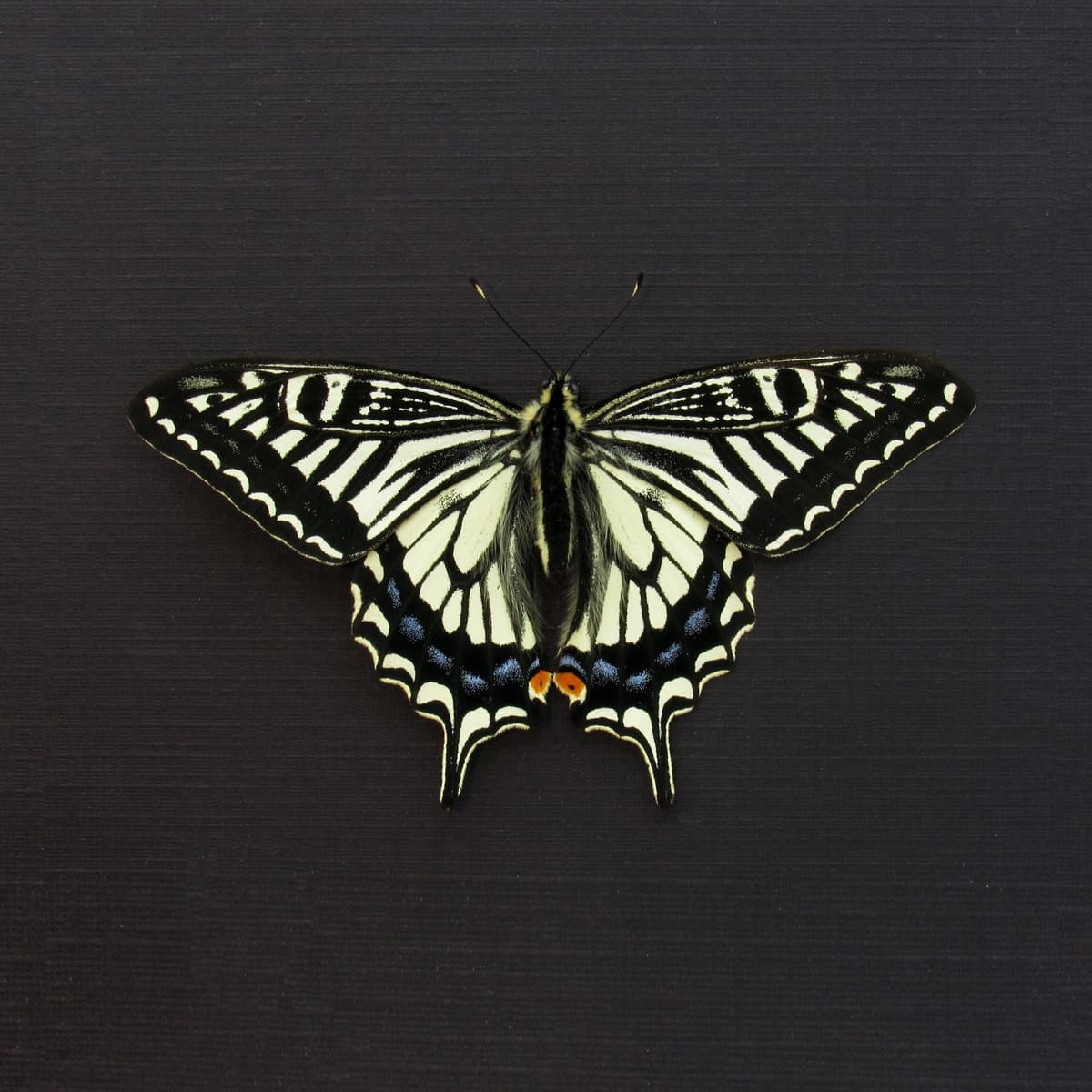 Real Swallowtail butterfly framed taxidermy - Papilio xuthus - Victorian mount