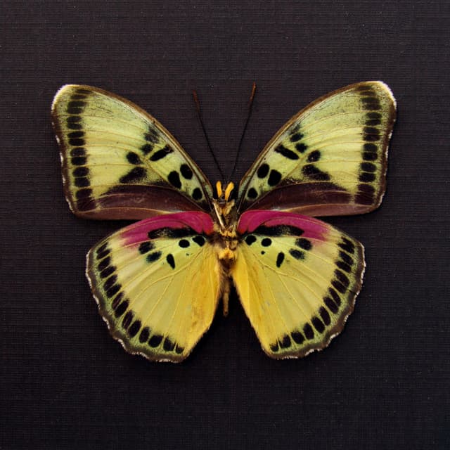 Real Forester butterfly framed taxidermy - Euphaedra themis