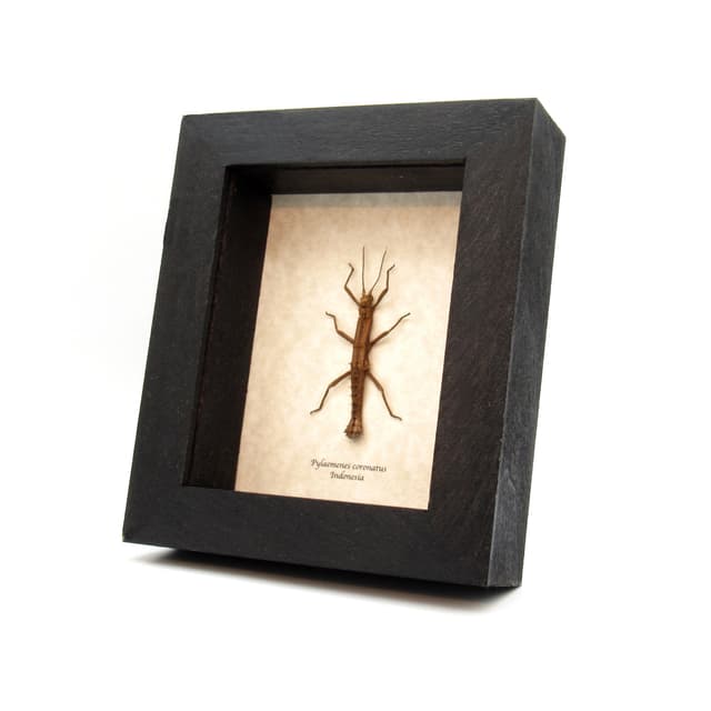 Real Thorny Stick bug framed taxidermy - Pylaemenes coronatus