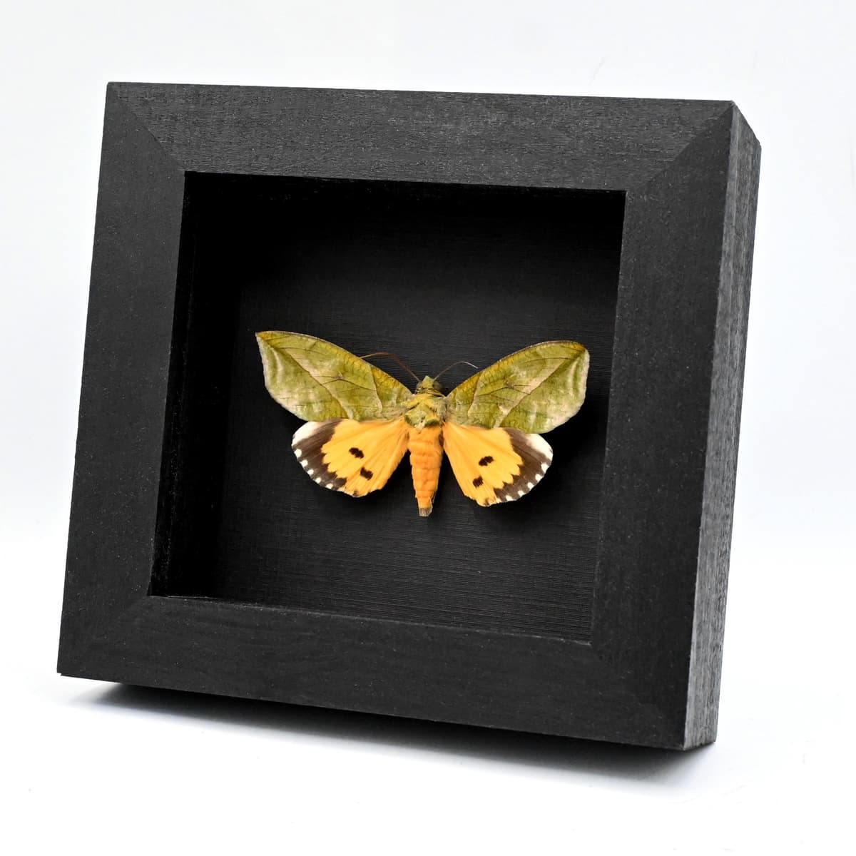 Rare Leaf mimic fruit piercing moth framed taxidermy - Eudocima species
