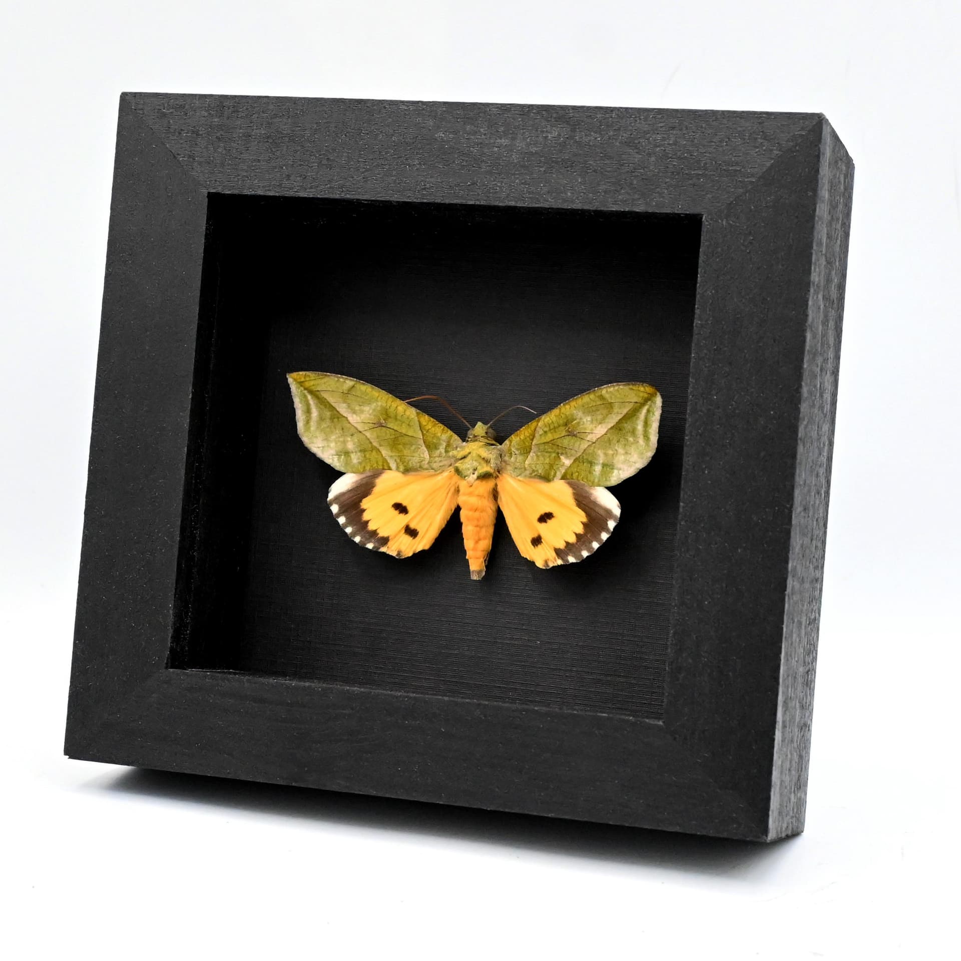 Rare Leaf mimic fruit piercing moth framed taxidermy - Eudocima species