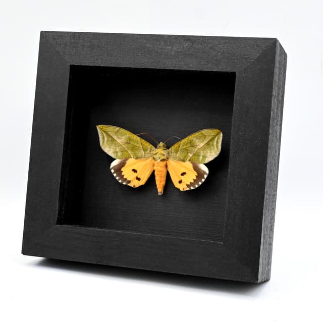 Rare Leaf mimic fruit piercing moth framed taxidermy - Eudocima species